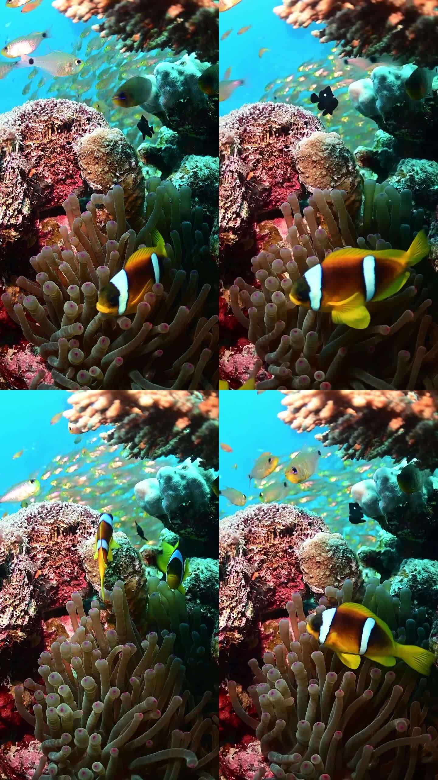 红海-小丑鱼