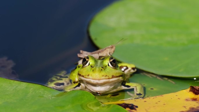 受惊的蚱蜢坐在一只绿青蛙的背上