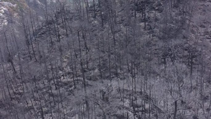 森林火灾后树木，森林火灾烧毁了所有树木的自然灾害