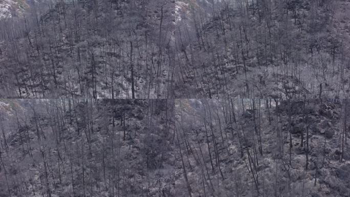 森林火灾后树木，森林火灾烧毁了所有树木的自然灾害