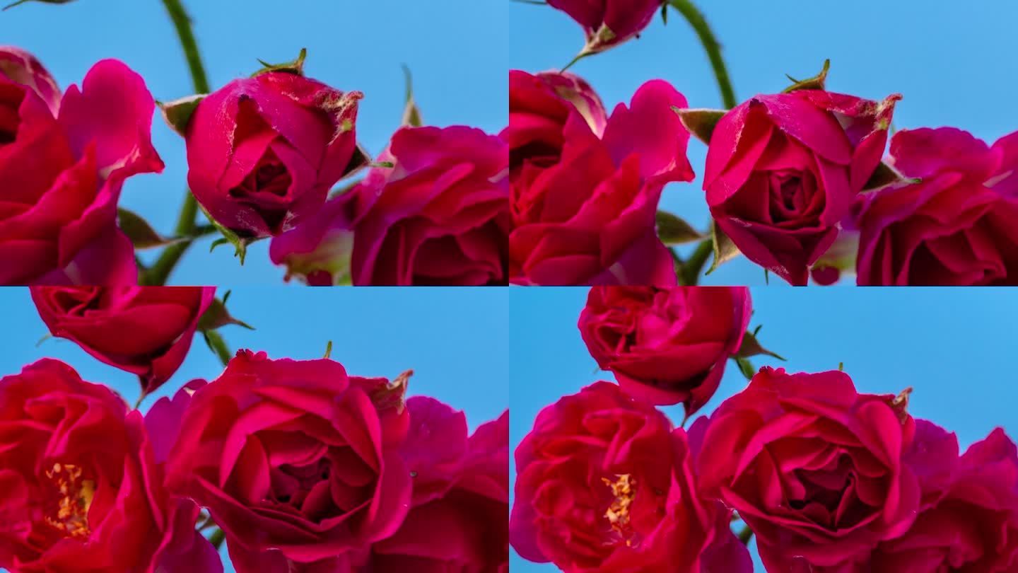 红玫瑰绽放在蓝色背景的时间推移缩放4k视频。