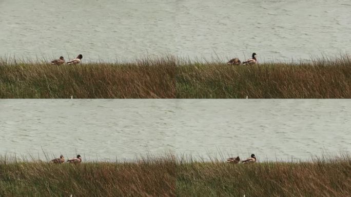 河口岸边的公鸭和母鸭