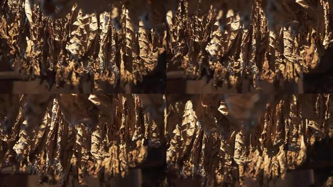 近景:收割后点燃的烟叶，挂在绳子上，在一个特殊房间的阴凉处晒干。生产著名的手工古巴雪茄上的织物