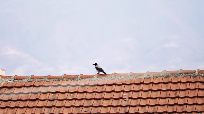 孤独的渡鸦鸟坐在屋顶上，顶着微风