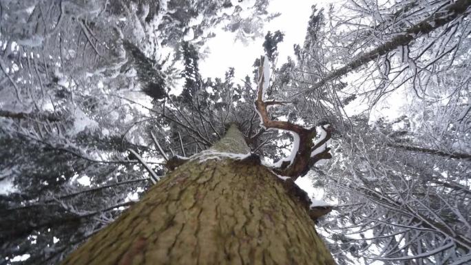 树被雪覆盖的细节仰望树干下雪天树冠枝叶树