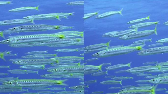 慢镜头，许多梭鱼漂浮在蓝色的水柱上