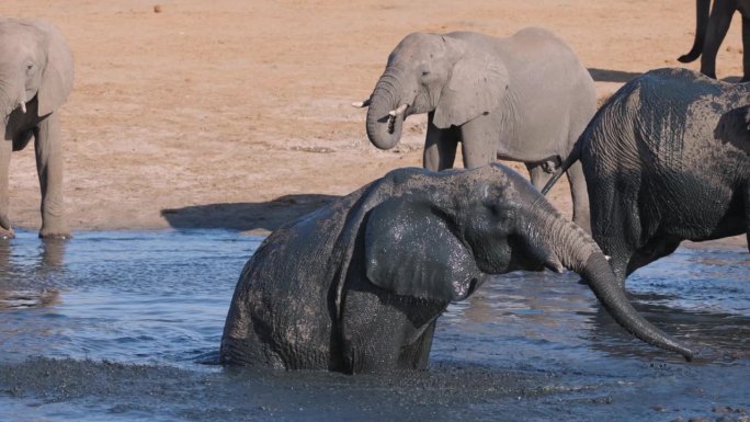 慢镜头特写。大象坐在水坑里往自己身上喷泥巴