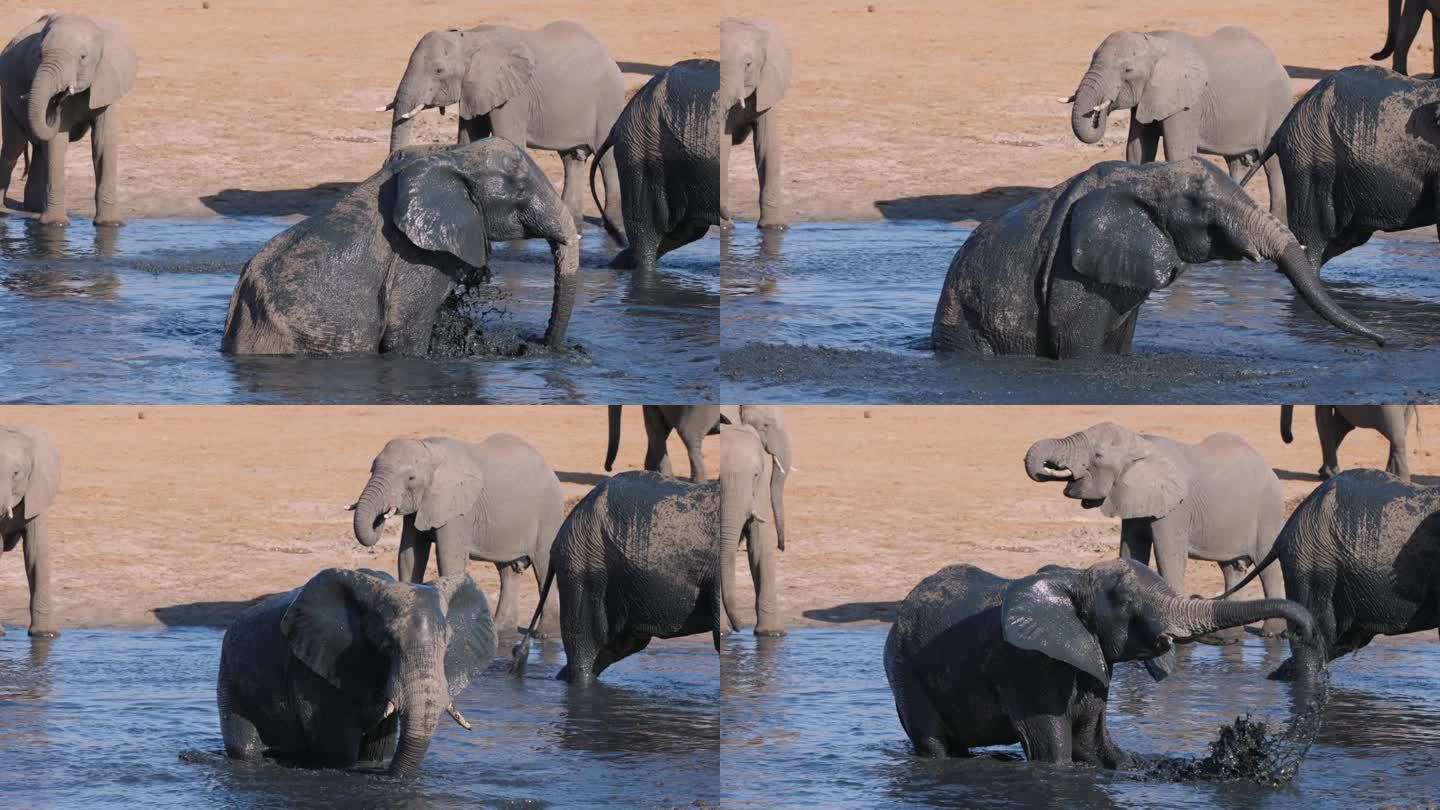 慢镜头特写。大象坐在水坑里往自己身上喷泥巴