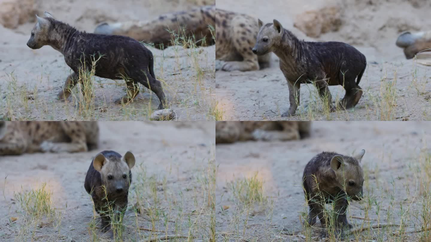 特写镜头。可爱的斑点鬣狗幼崽看着镜头