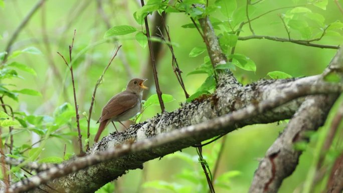 爱沙尼亚春天的森林里，画眉夜莺在树上唱歌、跳跃、觅食