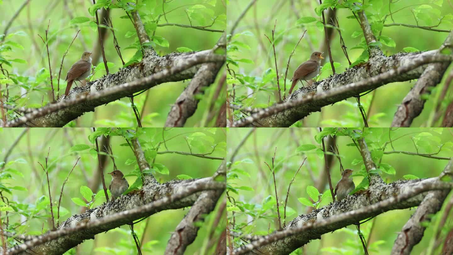 爱沙尼亚春天的森林里，画眉夜莺在树上唱歌、跳跃、觅食