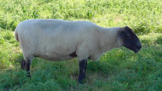 在一片宁静的草地上，一只孤独的萨福克羊在吃它的食物，对周围的环境很满意。