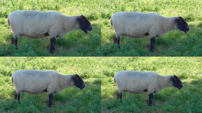 在一片宁静的草地上，一只孤独的萨福克羊在吃它的食物，对周围的环境很满意。