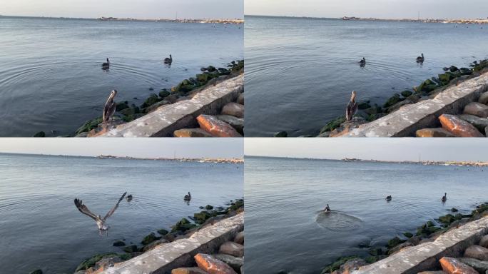 有趣的鹈鹕在海岸上，坐在水里，秘鲁
