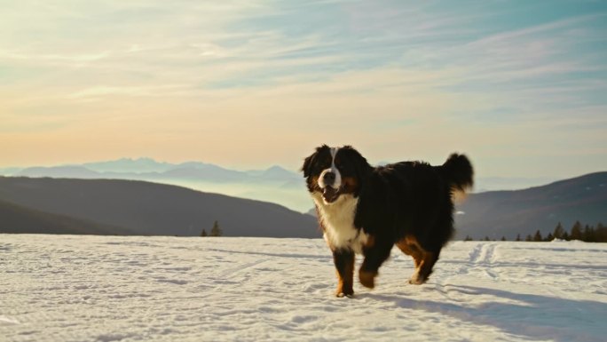 SLO MO伯尔尼山狗在雪地里散步