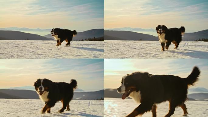 SLO MO伯尔尼山狗在雪地里散步