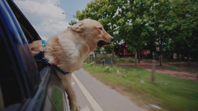 金毛寻回犬享受汽车之旅。