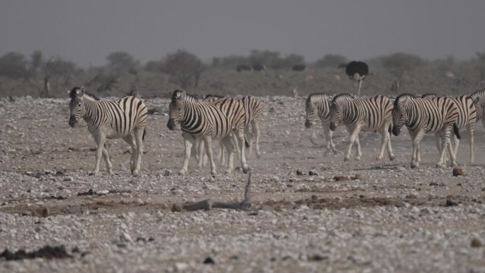 纳米比亚，一群斑马在炎热的天气里走向水坑