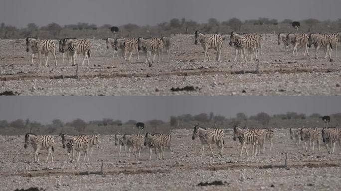 纳米比亚，一群斑马在炎热的天气里走向水坑