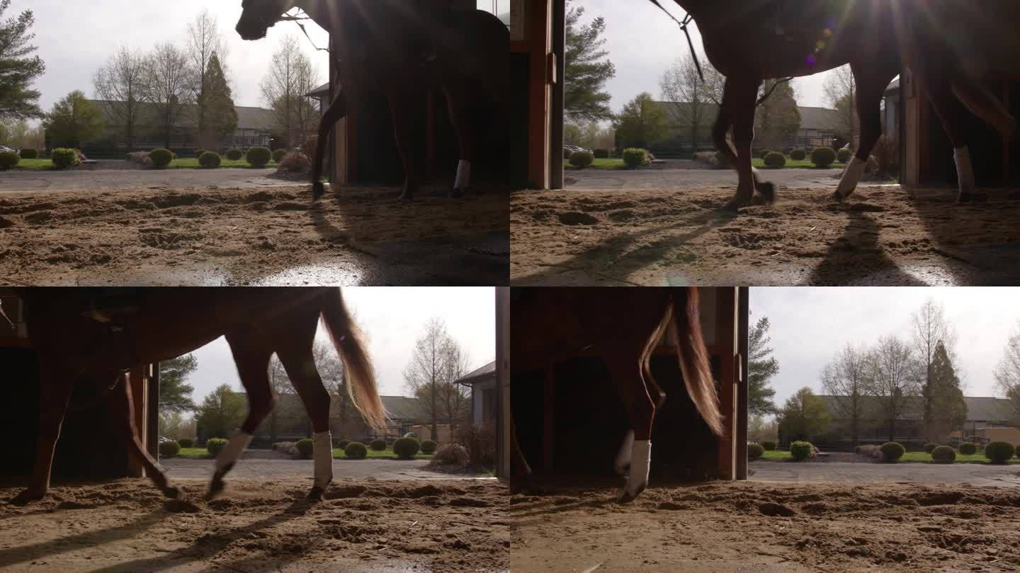 低广角视角的教练热身一匹纯种马在一个谷仓内的泥土轨道