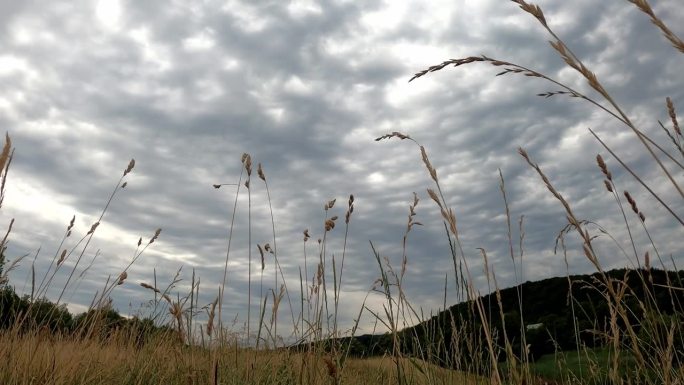 在戏剧性的多云天空下，草坪上的原生草植物