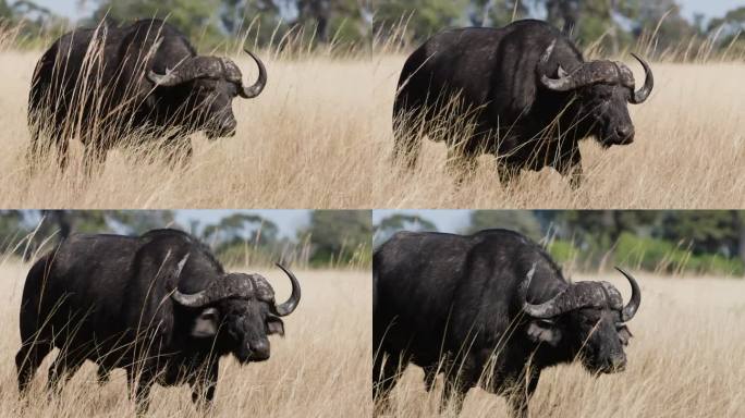 一只雄性开普水牛在长草中行走的特写侧视图
