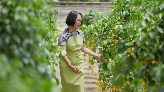 花卉栽培行业农业栽培栽种