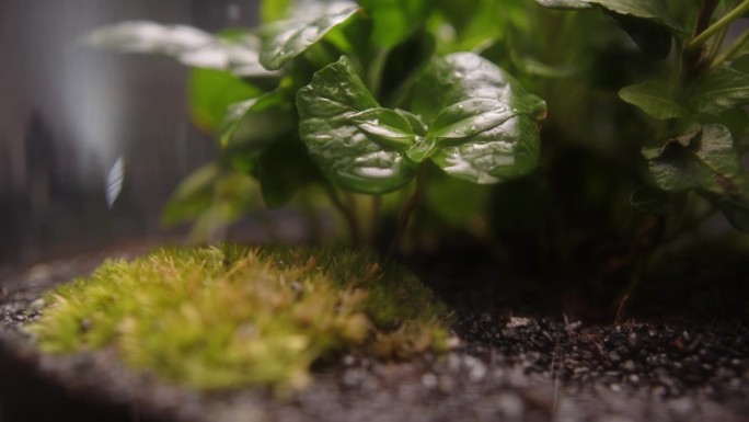 小型热带多肉植物和苔藓生长在一个罐子极端特写。树叶背景上的水滴