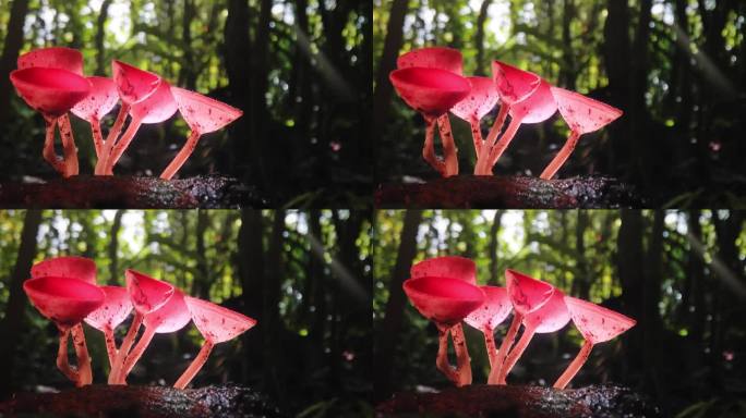 美丽的红杯蘑菇在热带雨林