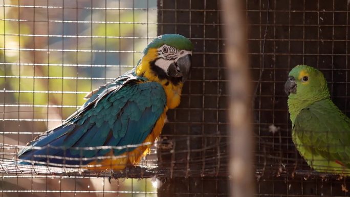 成年蓝黄金刚鹦鹉被救出，准备免费重新引入