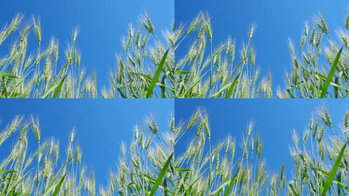 绿色金黄的麦浪在风中摇曳。谷物在农田的阳光下成熟。成熟的谷物收获。低角度视角。