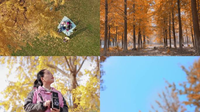 秋季银杏林旅游宣传片自然风光镜头合集