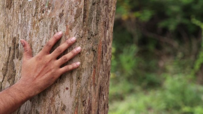 男性用手抚摸森林中的树皮