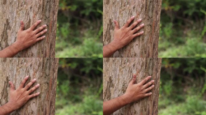 男性用手抚摸森林中的树皮