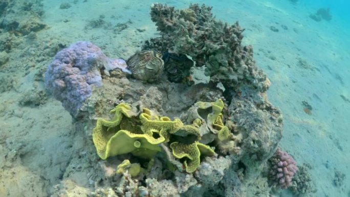 珊瑚礁上的巨型软体动物(砗磲纲)。水下世界视频