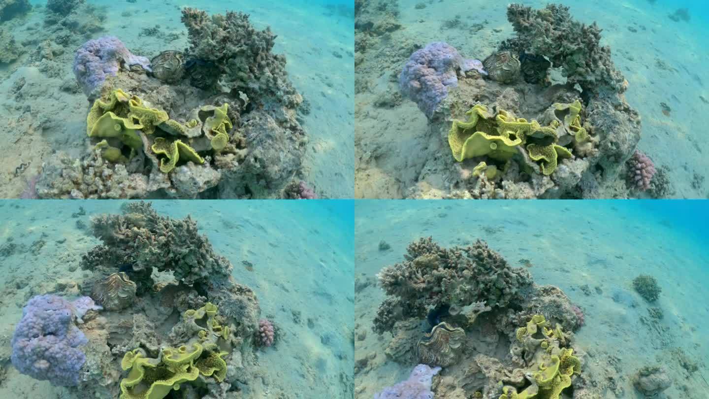 珊瑚礁上的巨型软体动物(砗磲纲)。水下世界视频