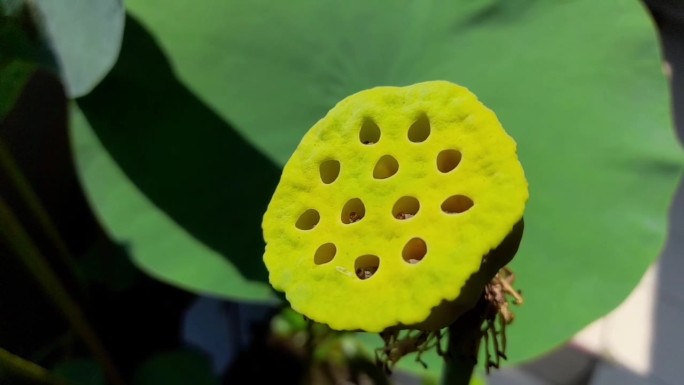 没有花瓣的莲子荚