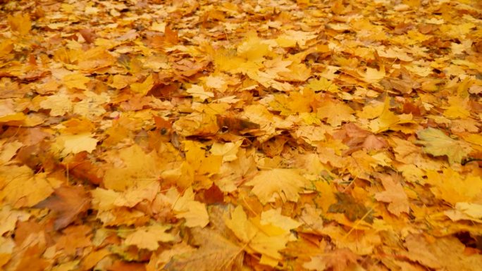 秋叶概念。秋天的慢动作背景，树叶覆盖着树叶飘落的公园。树叶背景橙枫林走秋天公园落叶地。摘叶枫叶秋天的