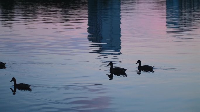 黄昏时鸭子游过湖面。鸭子的剪影在倒影的水中，可爱的水禽野生动物在池塘里游泳。电影的场景