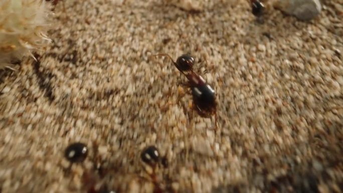 蚂蚁在沙地上整齐地排成一列来回奔跑。镜头迅速缩小。超级宏。