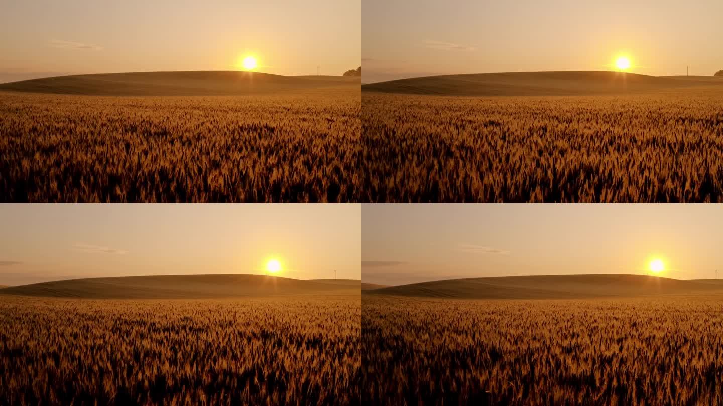 航拍的美丽的乡村与金色的麦田在日落