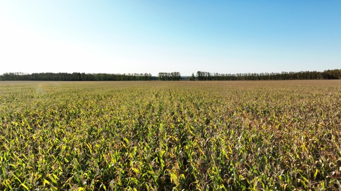 黑龙江北大荒农场玉米地航拍