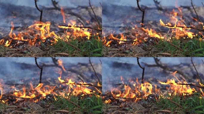 森林大火，来点篝火慢动作