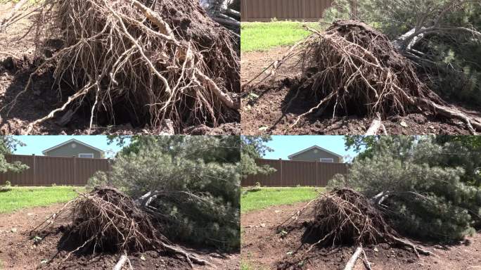 龙卷风将科罗拉多州高地牧场受损的树木连根拔起
