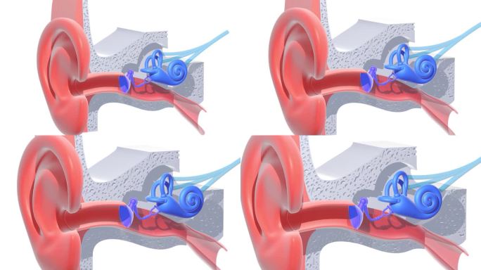 三维动画的内耳解剖与平面颜色，切出白色背景。