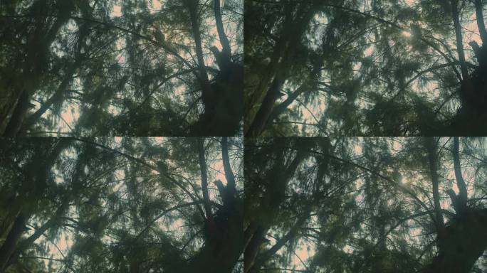 一个神秘可怕的黑暗森林的恐怖场景，鸟挂在树上，节日万圣节