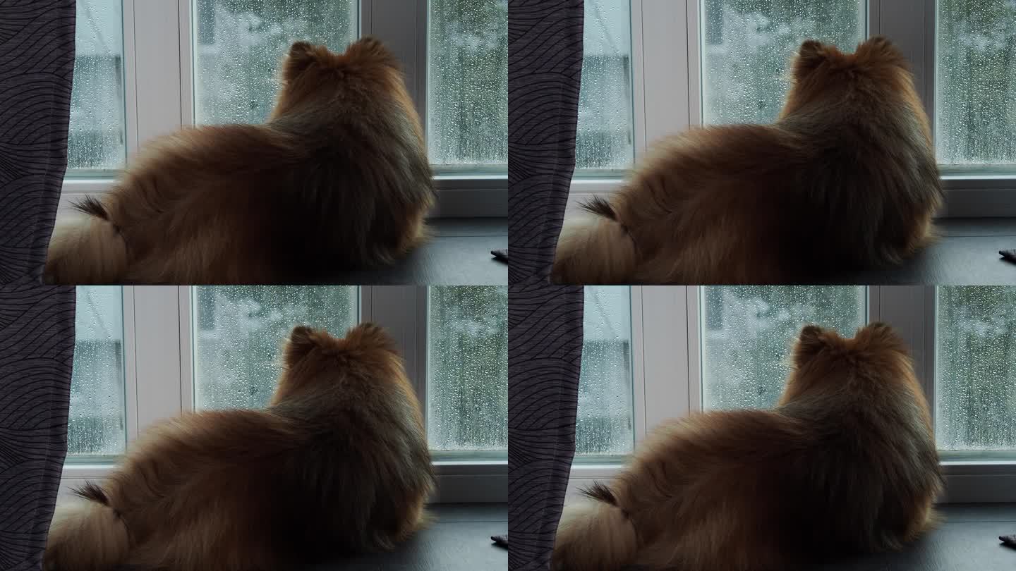 狗向窗外望去，窗外正下着雨。