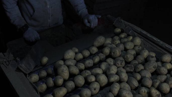土豆在装运前在冷库中分拣。