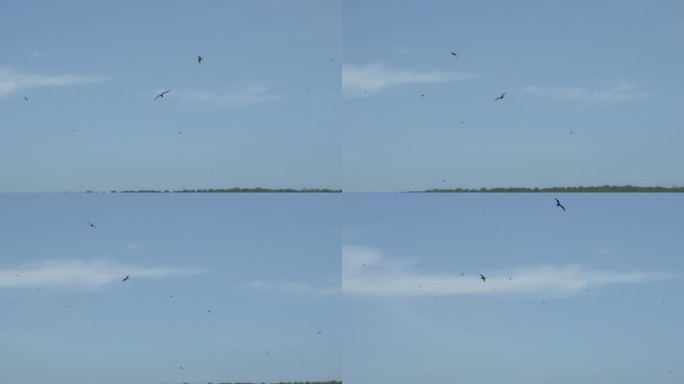 壮观的军舰鸟的慢动作，军舰鸟是一种黑色的大海鸟，它有一个典型的红色的不规则的囊，军舰鸟在厄瓜多尔加拉