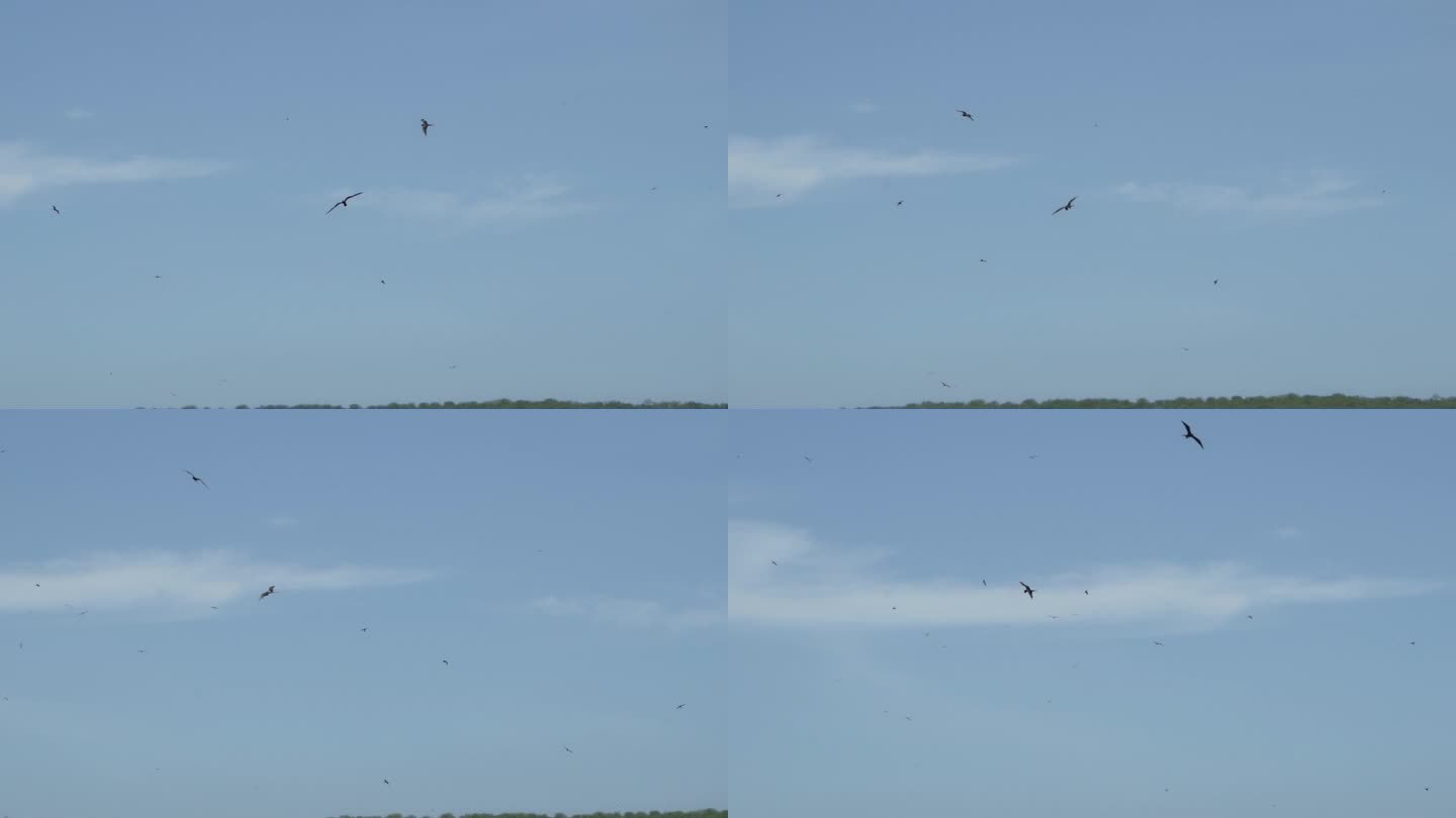 壮观的军舰鸟的慢动作，军舰鸟是一种黑色的大海鸟，它有一个典型的红色的不规则的囊，军舰鸟在厄瓜多尔加拉